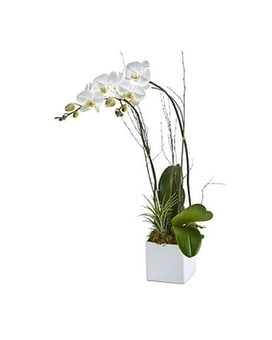 Twice as Nice Orchid size,  inches height and  inches wide.