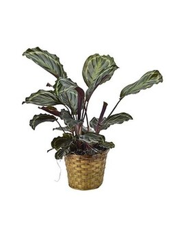 Calathea size,  inches height and  inches wide.