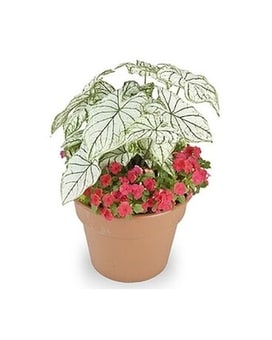Shady Lawn Garden Pot size,  inches height and  inches wide.