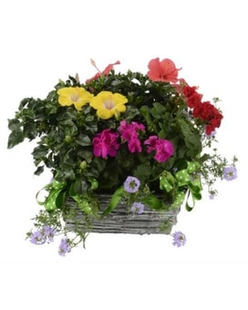 Sun Garden Basket Plant