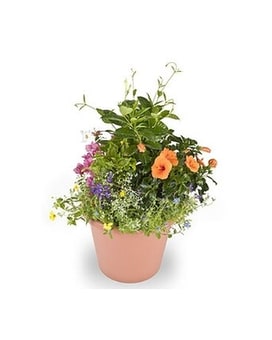Tropical Garden Pot Plant