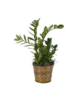 ZZ Plant size,  inches height and  inches wide.