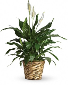 Medium Peace Lily size,  inches height and  inches wide.