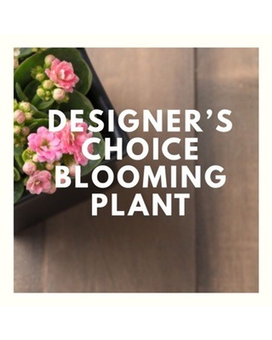 Designer's Choice Blooming Plant Plant