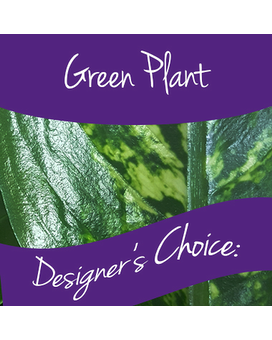 Designer's Choice Green Plant size,  inches height and  inches wide.