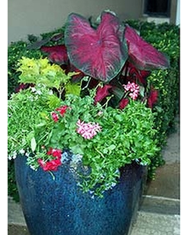 Sun Garden Pot size,  inches height and  inches wide.