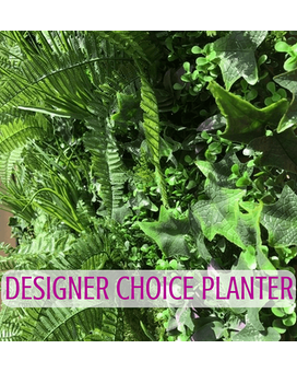 Designer's Choice Dishgarden size,  inches height and  inches wide.