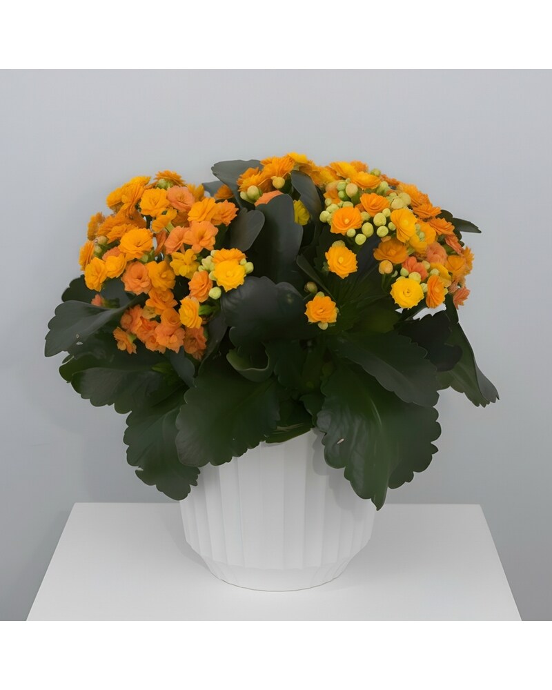Kalanchoe in Oklahoma City OK - Trochta's