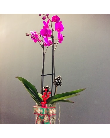 Holiday Orchid Cheer Flowers