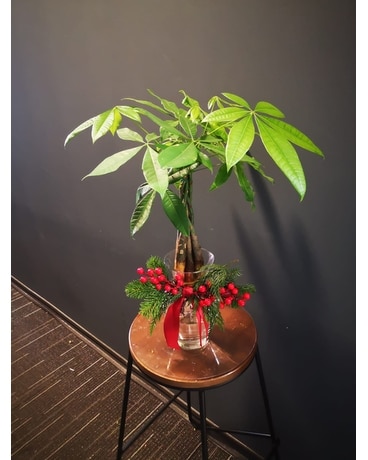 Holiday Money Tree Cheer Plant