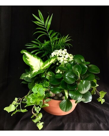 Serene Garden Plant