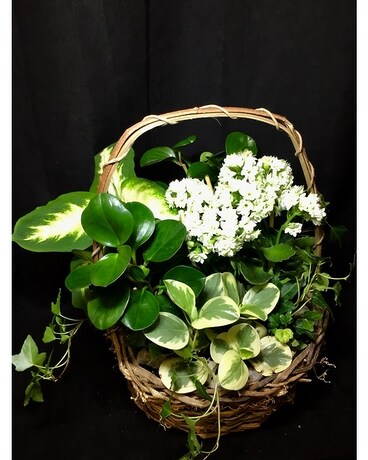 Sympathy Planter Plant