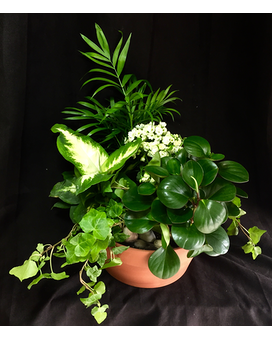 Serene Garden Plant