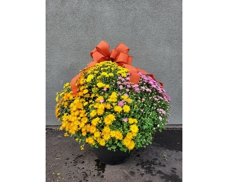 Dressed Tri Fall Mum Flower Arrangement