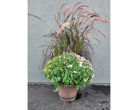 Large Mum with Fountain Grass Plant