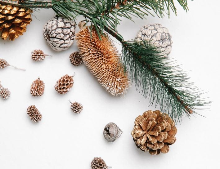 pinecone better