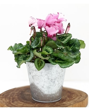 Blooming Cyclamen Plant