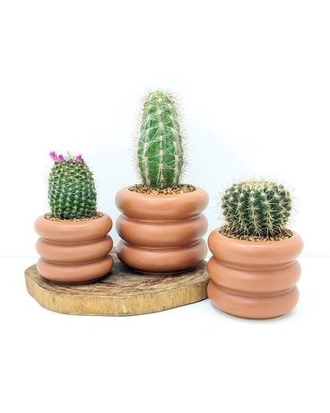 Potter's Choice Cactus Plant