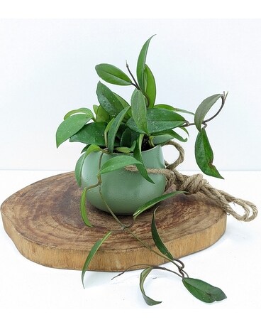 Potter's Choice-Hanging Pot, Trailing Wax Plant Plant