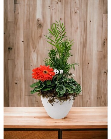 Spring European Garden Dish Garden Plant