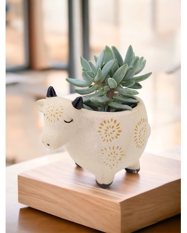 Sweet Steer Planter-Potter's Choice Plant