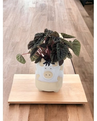 Cutie Cow- Potter's Choice Plant