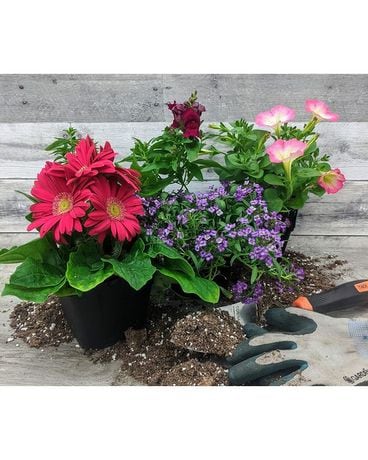 The DIY Garden Mix Plant