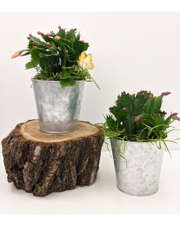 Christmas Cactus Plant