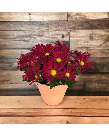 Indoor Mum Plant