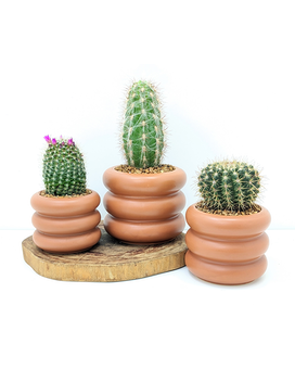 Potter's Choice Cactus Plant