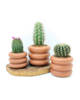 Medium size,  inches height and  inches wide.