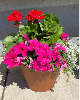 Potter's Choice Porch Pots** Plant