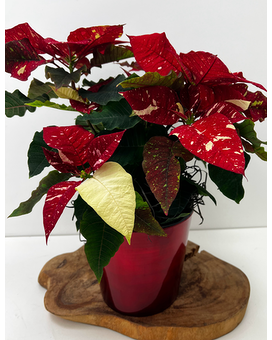 Jingle Bells Speckled Poinsettia Plant