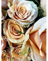 Peach size,  inches height and  inches wide.