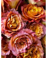 "Confidential" Two Tone Pink/Orange size,  inches height and  inches wide.