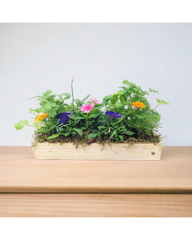 Grandma's Garden-Window Box Plant