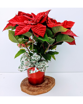 Classic Red Poinsettia Plant