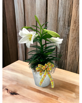 Easter Lily Plant