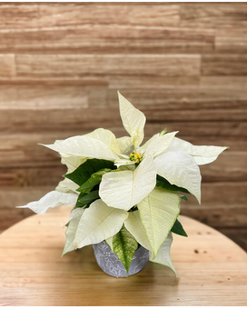 White Poinsettia Plant
