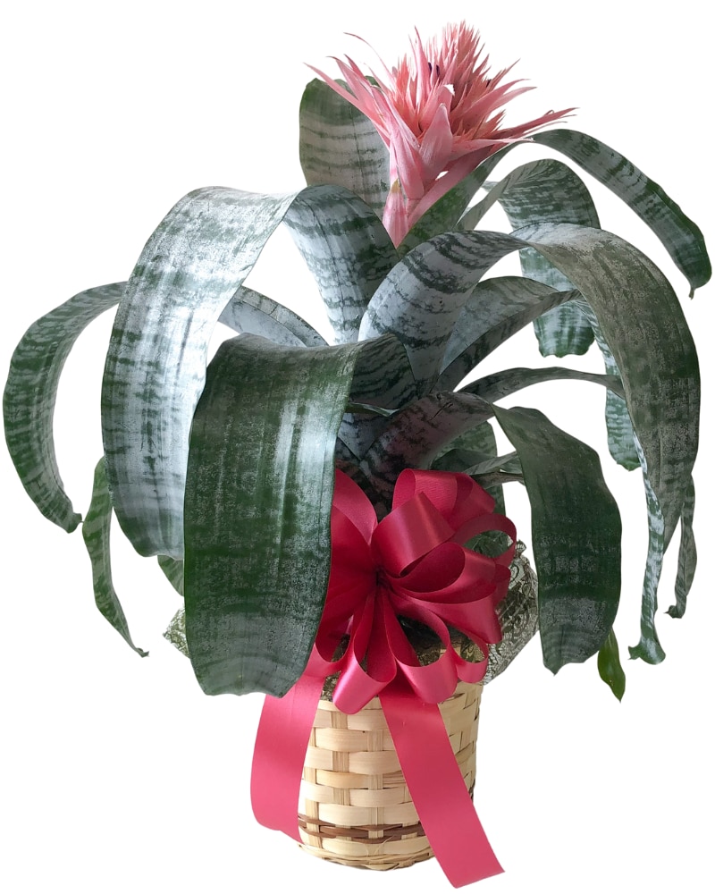 Bold and Brilliant Bromeliad Plant