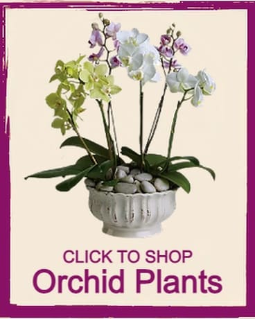 Click To Shop Orchid Plants Flower Arrangement