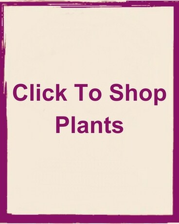 Click To Shop Plants Flower Arrangement
