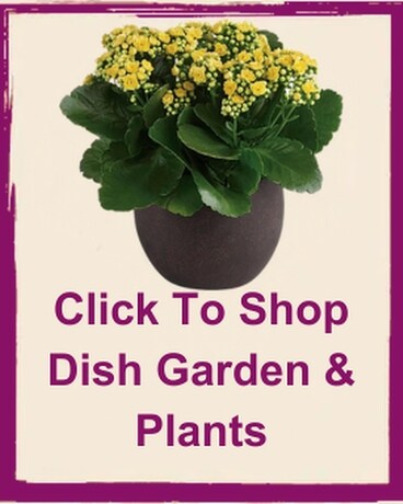 Click to Shop Dish Garden & Plants Flower Arrangement