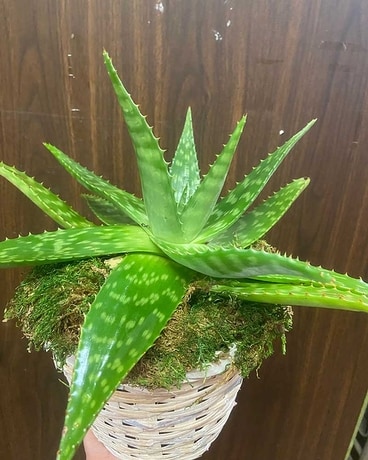 Aloe Plant Flower Arrangement