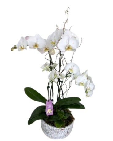 CM #36 in Modesto CA - Modesto Exotic Flowers, Inc.