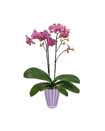 Double Stem Orchid Lavender Vase Plant