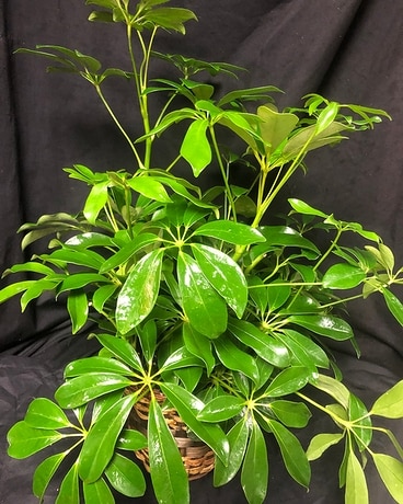 Hawaiian Scheffelera Flower Arrangement