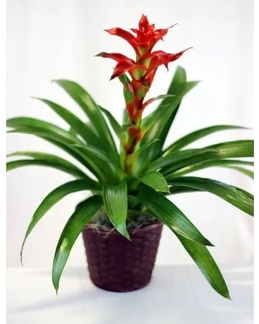 Bromeliad in Basket Plant