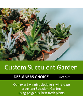 Custom Succulent Garden 75