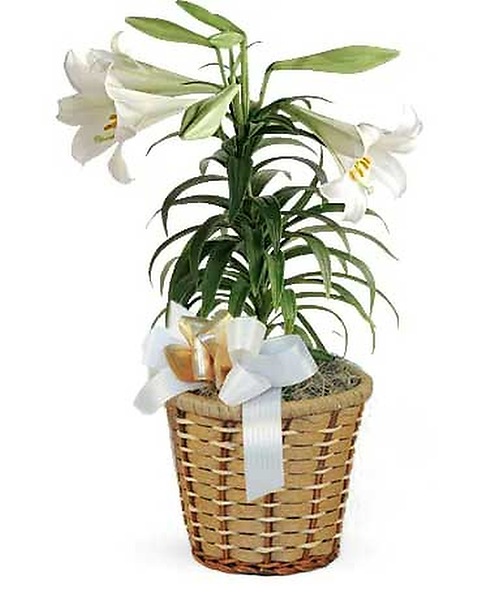 Easter Lily Plant Flower Arrangement